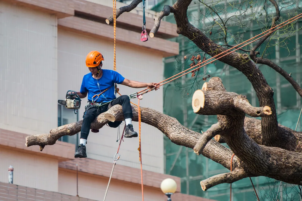 Arborist sidder på stor gren og forbereder topkapning af træ i Køge