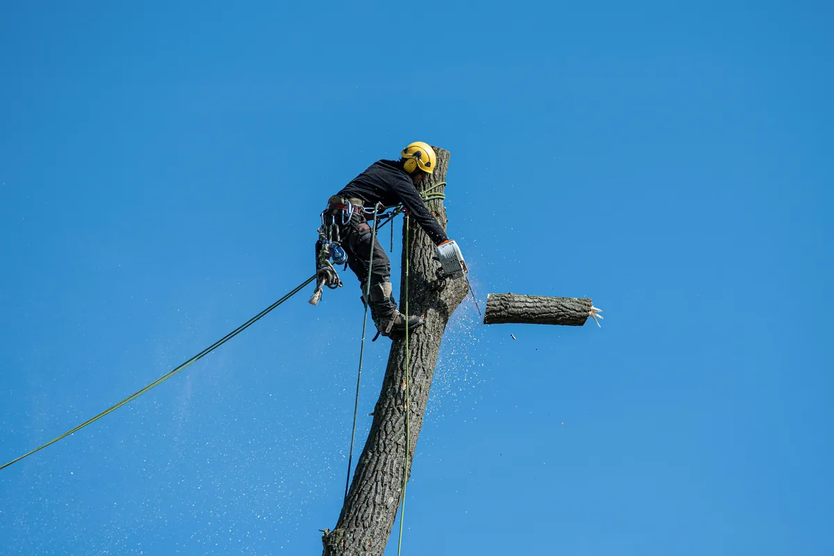 Arborist klatrer i træ og udfører træfældning i Køge under klar himmel