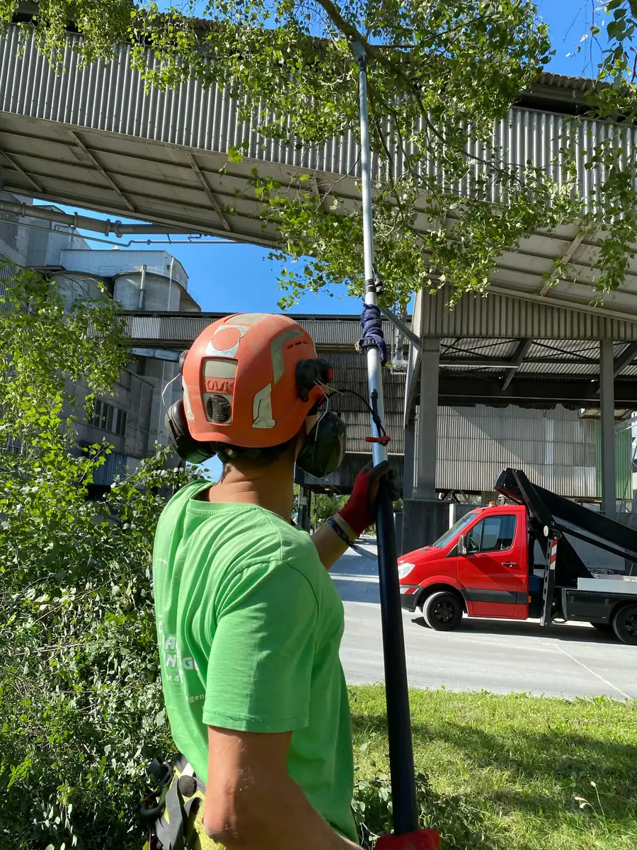 Træbeskæring i Køge med lang teleskop-stang og motorsav for høje grene